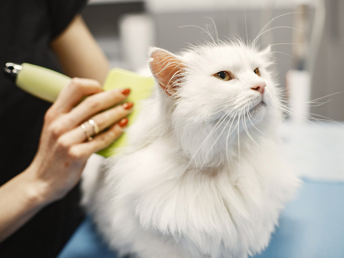 Pets